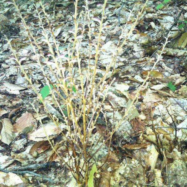 Epifagus virginiana आदत