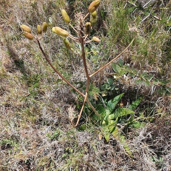 Aloe lateritia Habit