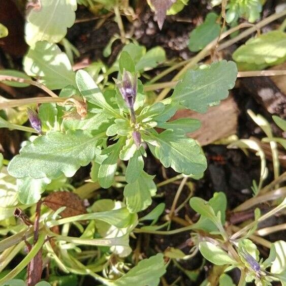 Viola tricolor 葉