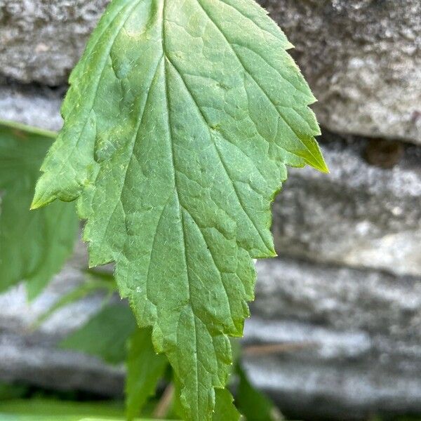 Geum laciniatum Folha