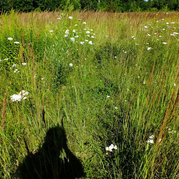 Calamagrostis stricta Natur