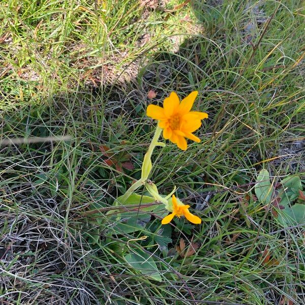 Arnica montana Blodyn