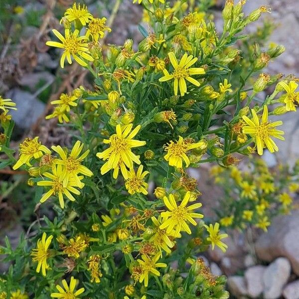 Dittrichia viscosa Flower