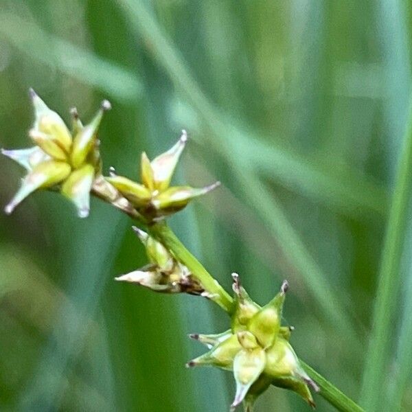 Carex echinata Flower