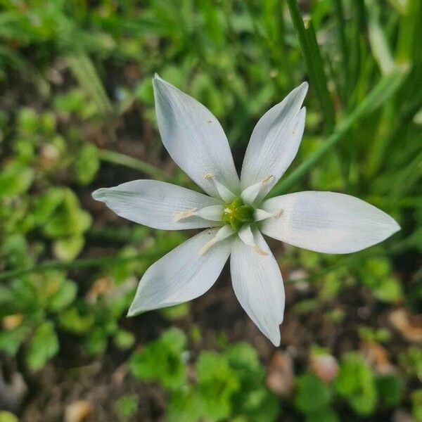 Ornithogalum divergens Flower