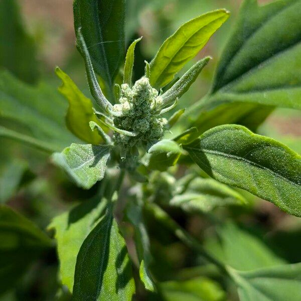 Chenopodium ficifolium Květ