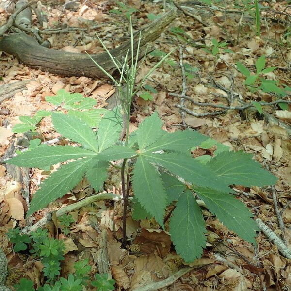 Cardamine pentaphyllos Habitus