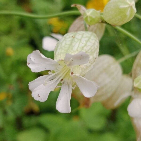 Silene vulgaris പുഷ്പം