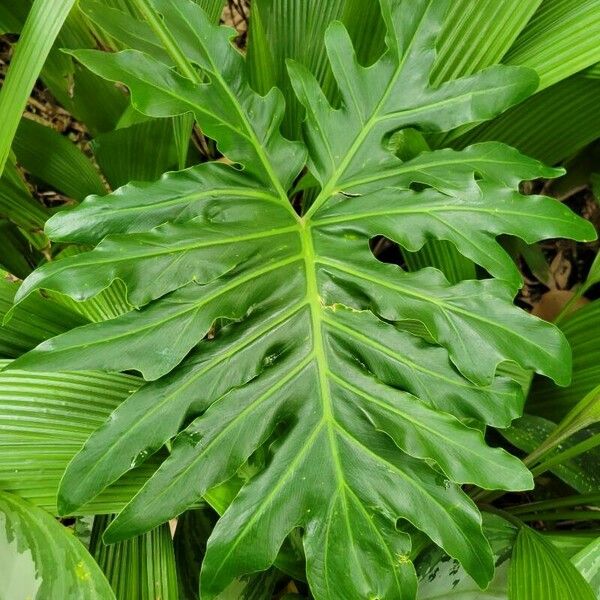 Thaumatophyllum bipinnatifidum Hostoa