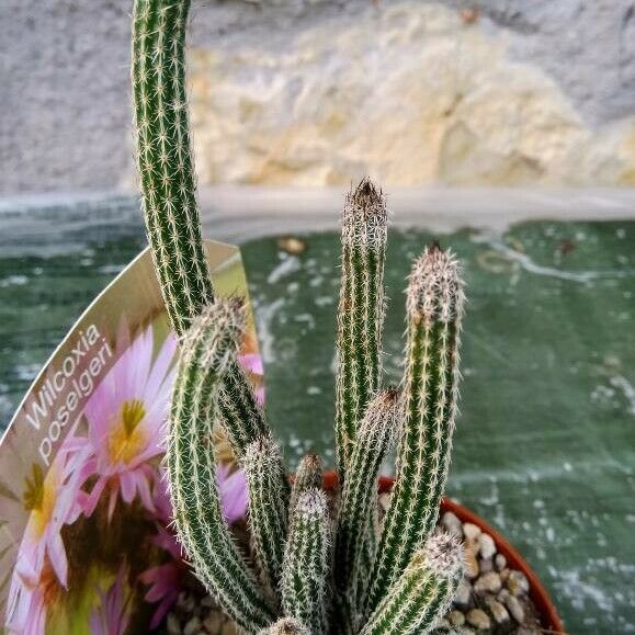 Echinocereus poselgeri Leaf