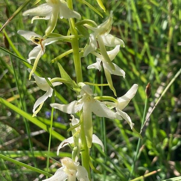 Platanthera bifolia Kvet