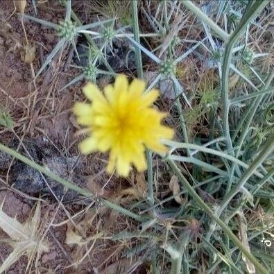 Launaea nudicaulis Flor