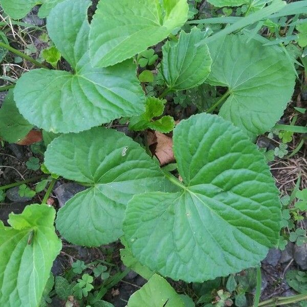 Viola pubescens Leaf