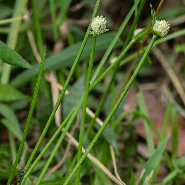 Cyperus brevifolius Schors