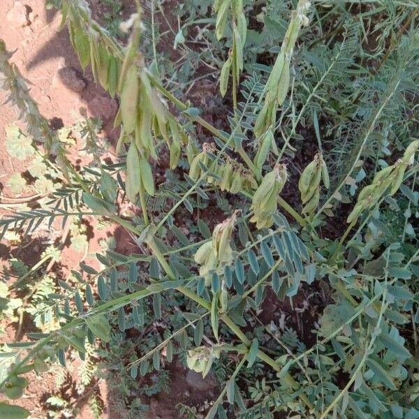 Astragalus atropilosulus Frukt