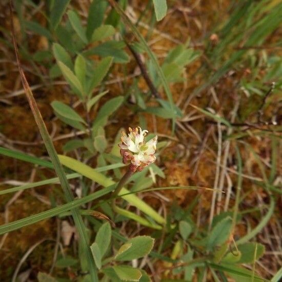 Triantha glutinosa Fleur