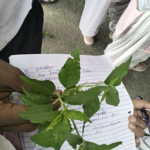 Croton bonplandianus Blad