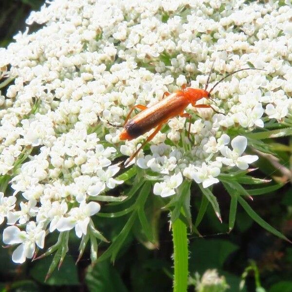 Daucus carota 花