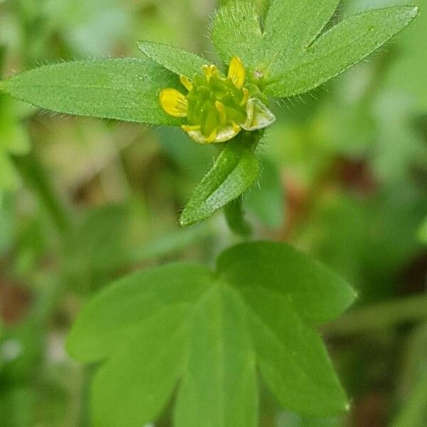 Ranunculus parviflorus Blomst