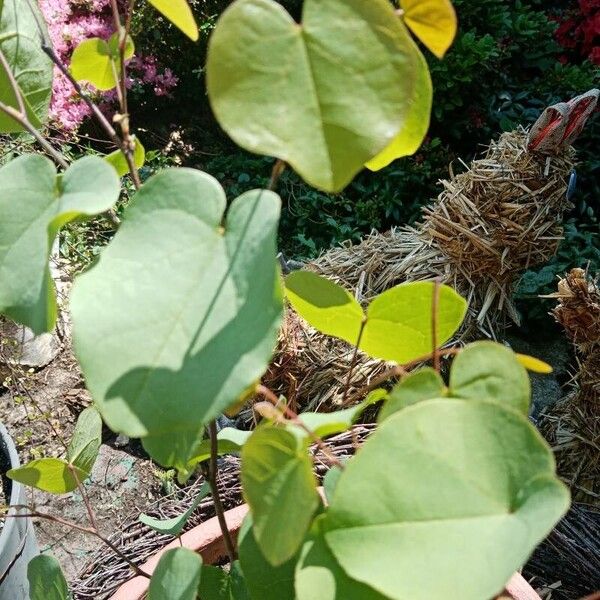 Cercis siliquastrum Leaf