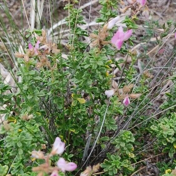 Ononis tridentata Flors