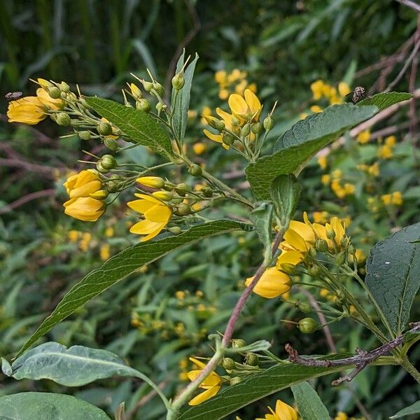 Lysimachia vulgaris Flower