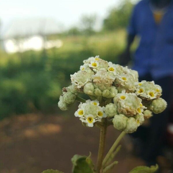 Lippia javanica 花