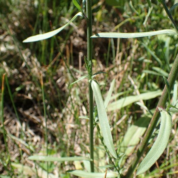 Symphyotrichum subulatum Лист