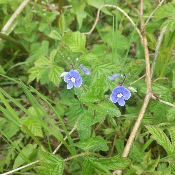 Veronica chamaedrys Fiore