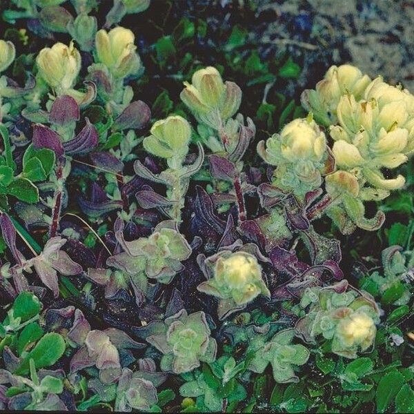 Castilleja mollis (Soft-leaf paintbrush)