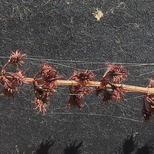 Rumex brownii Fruit