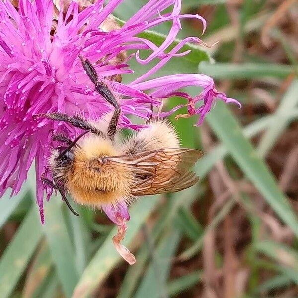 Centaurea jacea Blüte