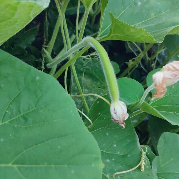 Luffa aegyptiaca Outro