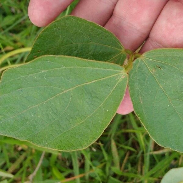 Calopogonium mucunoides Blatt