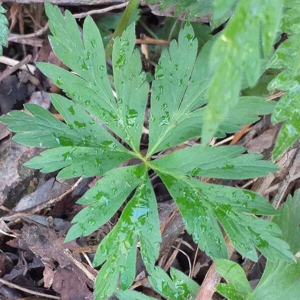 Anemonoides ranunculoides Foglia