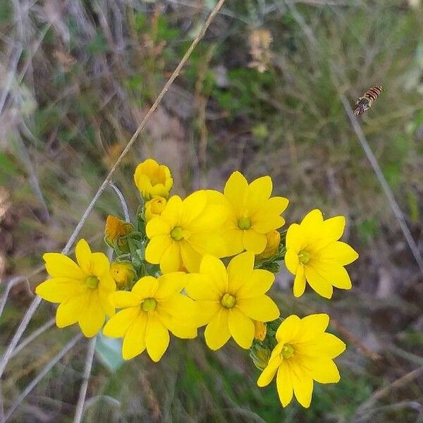 Blackstonia perfoliata Virág