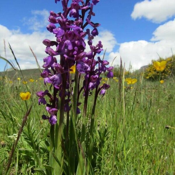 Anacamptis morio Fleur