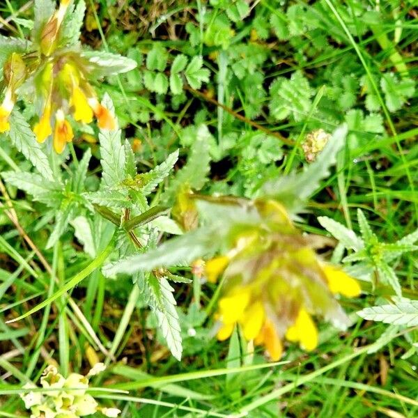 Rhinanthus minor Plante entière