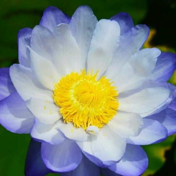 Nymphaea nouchali Flower