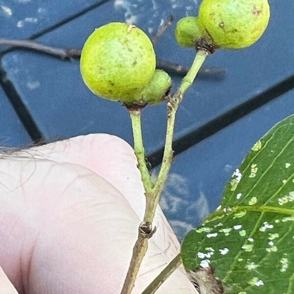 Carya pallida Fruit