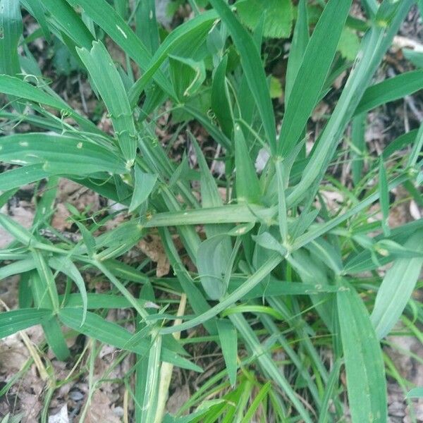 Lathyrus heterophyllus Hostoa