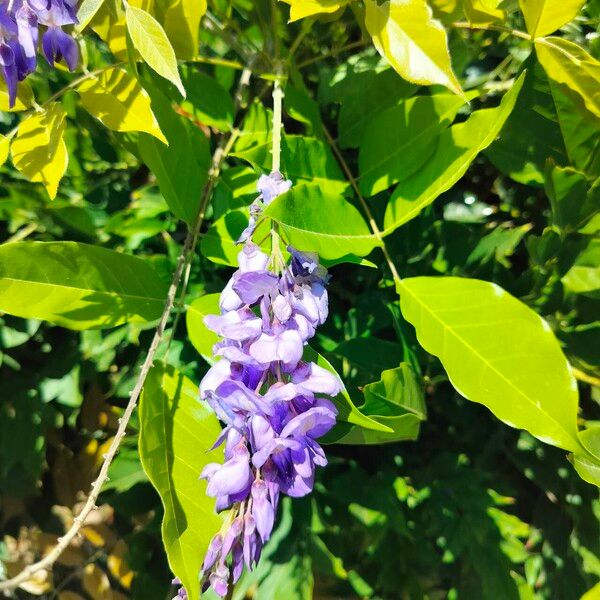 Wisteria frutescens Кветка