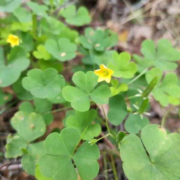 Oxalis stricta Blomst