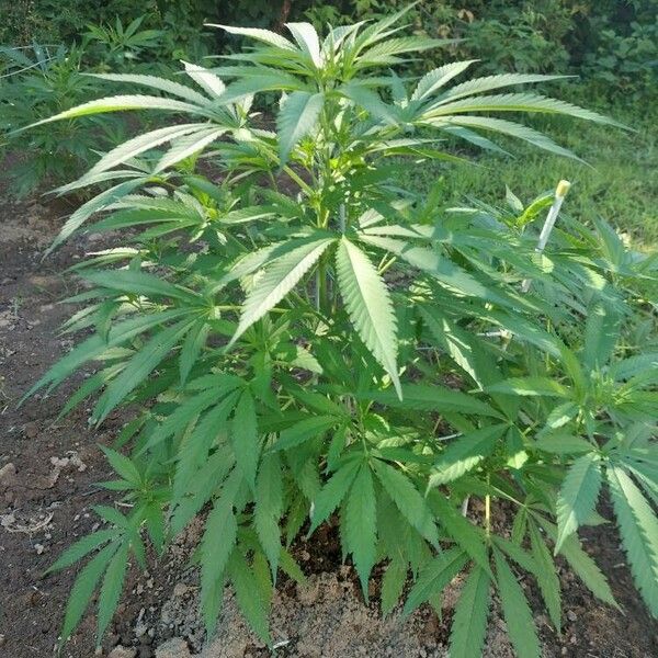 Cannabis sativa Liść