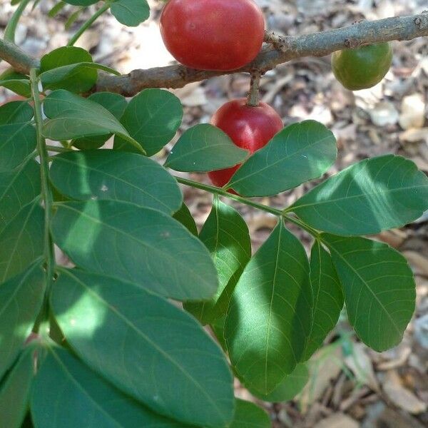 Spondias purpurea Frucht