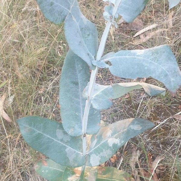 Eucalyptus globulus Folio