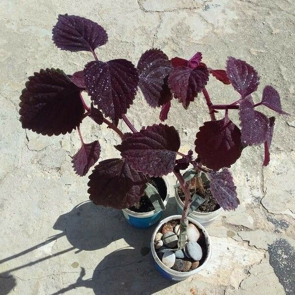 Plectranthus scutellarioides Blatt