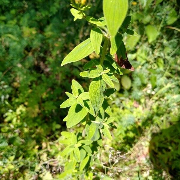 Hypericum hirsutum Φύλλο