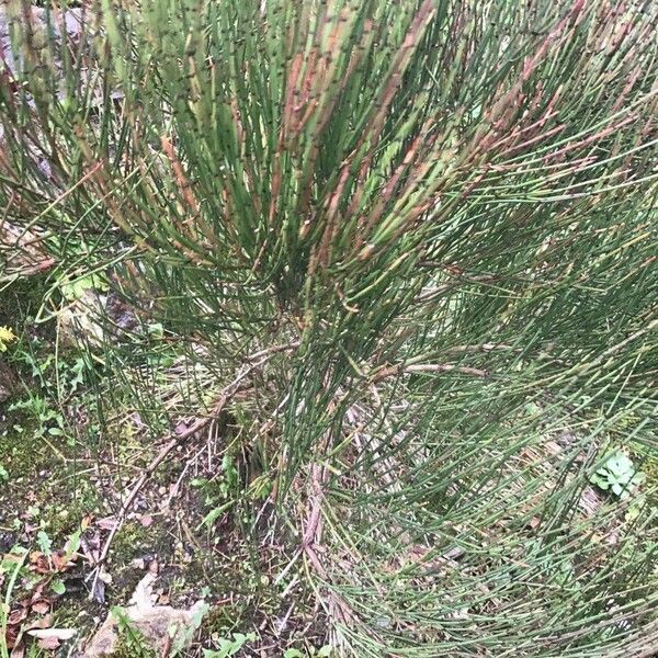 Ephedra major Blad