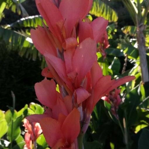 Musa coccinea Flors